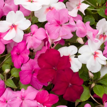 Impatiens walleriana 