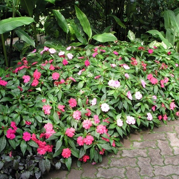 Impatiens hawkeri 