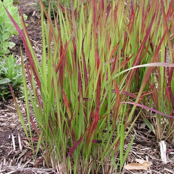 Imperata cylindrica 'Rubra'