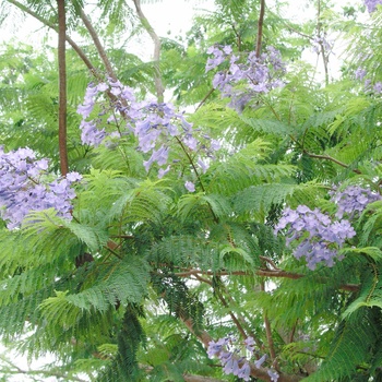 Jacaranda mimosifolia