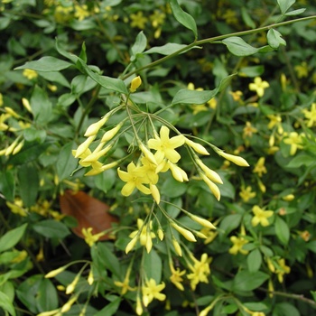 Jasminum floridum 