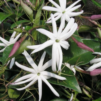 Jasminum nitidum