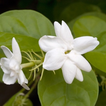 Jasminum sambac