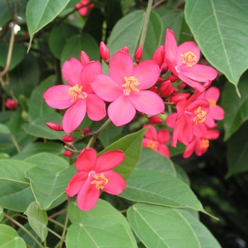 Jatropha integerrima 