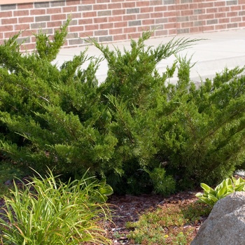 Juniperus chinensis 'Sea Green' 