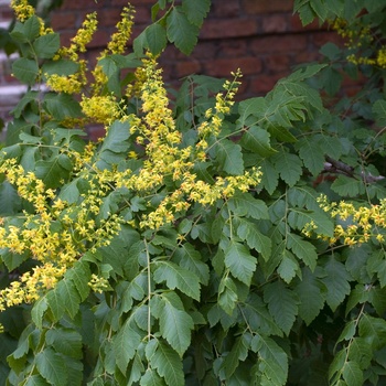 Koelreuteria paniculata 