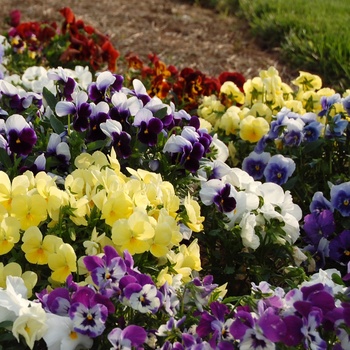 Viola 'Multiple Varieties'