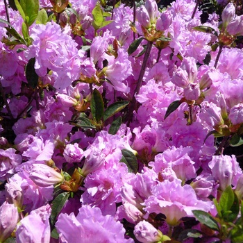 Rhododendron Shammarello hybrid 'Elsie Lee'