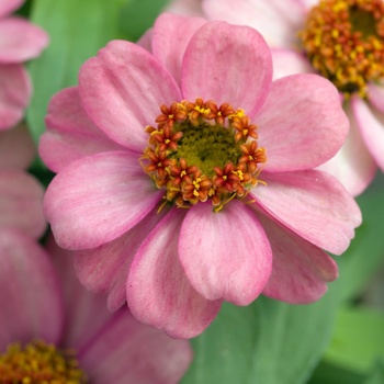 Zinnia marylandica Zahara™ 'Coral Rose'