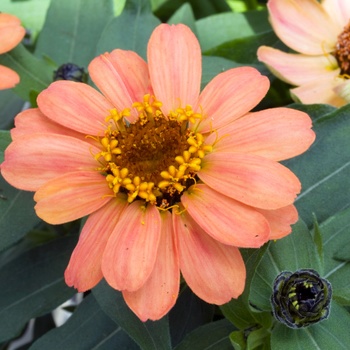 Zinnia Profusion 'Apricot'