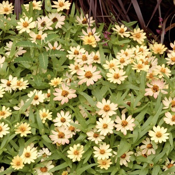 Zinnia 'Apricot' 