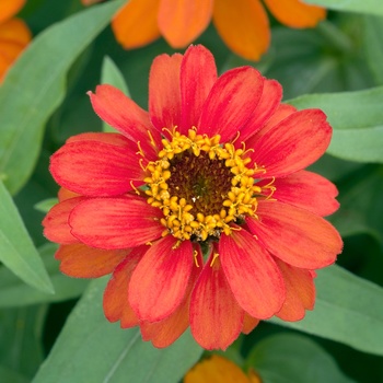 Zinnia Profusion 'Fire'