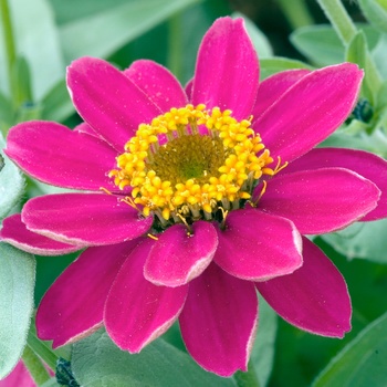 Zinnia 'Pink' 