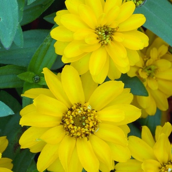 Zinnia 'Double Golden' 