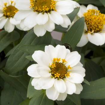 Zinnia 'Knee High White' 