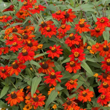 Zinnia Profusion 'Knee High Red'