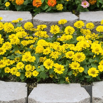 Zinnia elegans 'Distance Yellow'