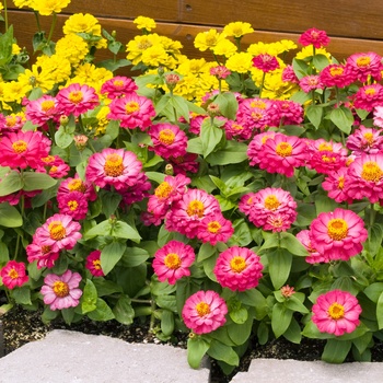 Zinnia elegans 'Distance Cherry'