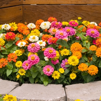 Zinnia elegans 'Distance Mix'