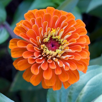 Zinnia elegans Benary's Giant 'Orange'