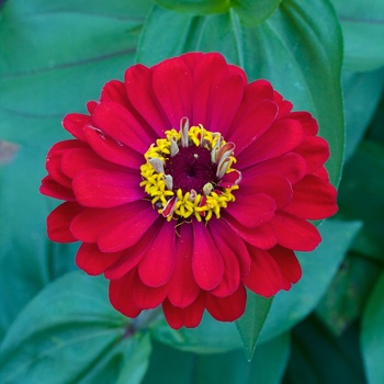 Zinnia elegans 'Big Red'