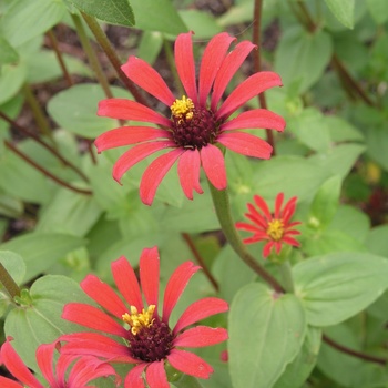 Zinnia tenuifolia 'Red Spider'