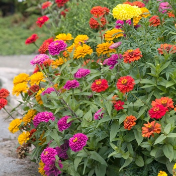 Zinnia elegans 