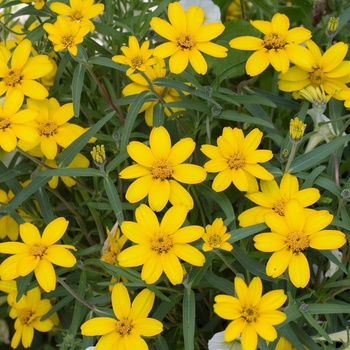 Zinnia linearis Crystal™ 'Yellow'