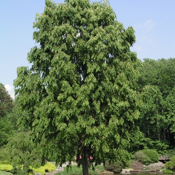 Zelkova serrata 'Green Veil' 