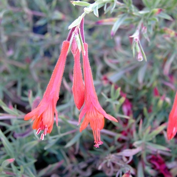 Zauschneria californica 'Sir Cedric Morris' 