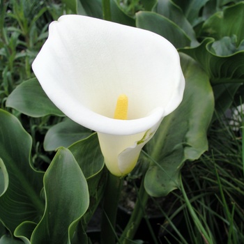 Zantedeschia aethiopica 