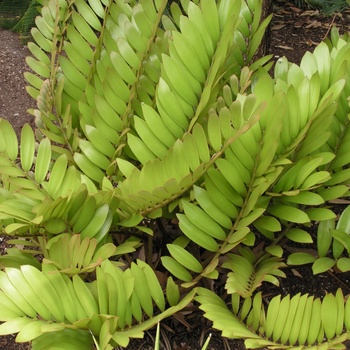 Zamia pumila (umbrosa)