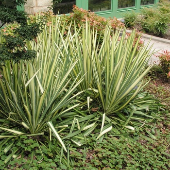 Yucca filamentosa 'Garland Gold' 