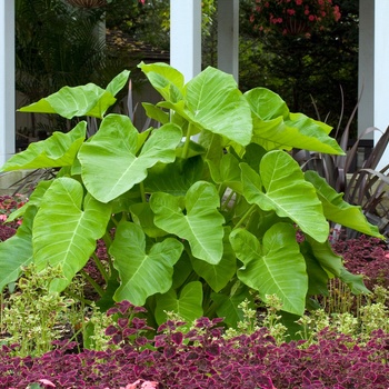 Xanthosoma sagittifolium 'Lime Zinger' (015398)
