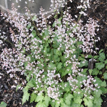 Heucherella alba 'Snow White' 