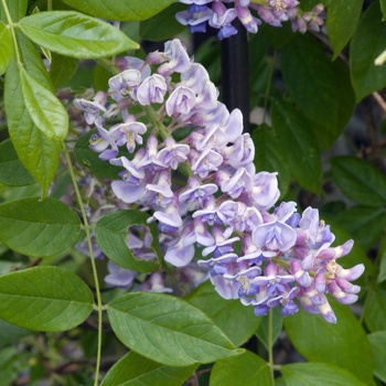 Wisteria macrostachys 'Aunt Dee'