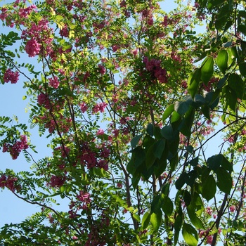 Robinia x margarette 'Pink Cascade'