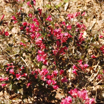 Weigela florida 'Tango' 