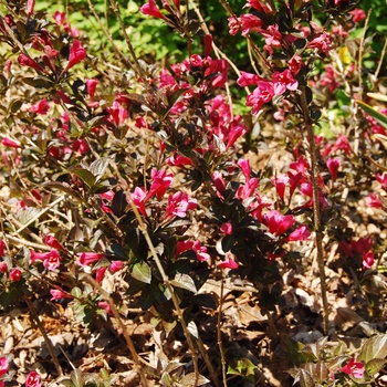 Weigela florida 'Tango'