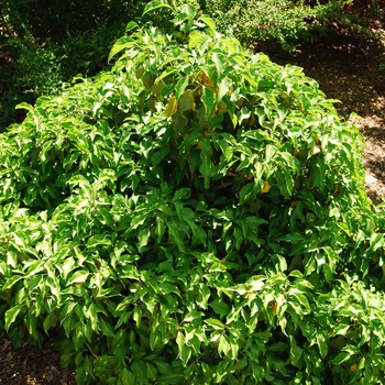 Hedera rhombea 'Ryudu Island' 