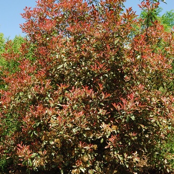 Photinia x fraserii 'Pink Marble®'