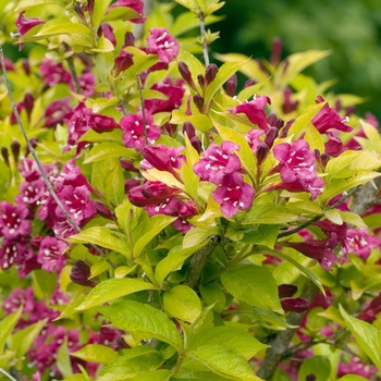 Weigela florida 'Briant Rubidor™'