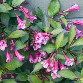 Weigela 'Black Magic'