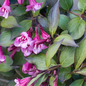 Weigela 'Black Magic' 