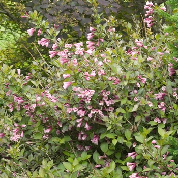 Weigela florida 'Java Red'