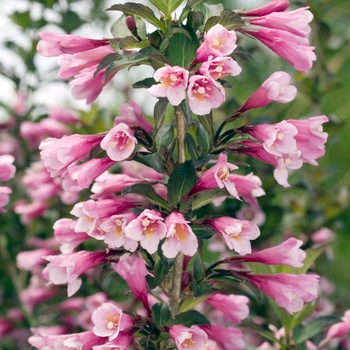 Weigela florida 'Java Red' 