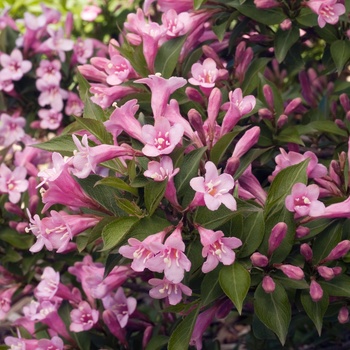 Weigela florida 'Pink Poppet™'