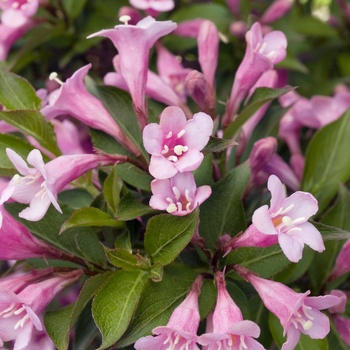 Weigela florida 'Pink Poppet™' 'Plangen' PPAF