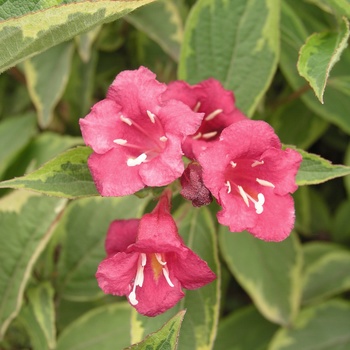 Weigela florida 'French Lace™'