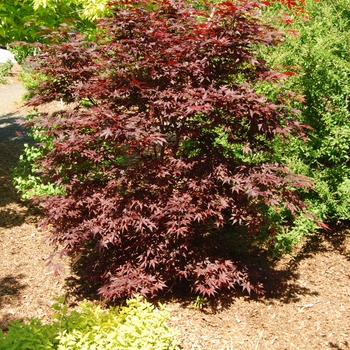 Acer palmatum 'Hefner's Red' 